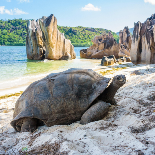 Riesenschildkröten auf den Seychellen, Charterrevier 2025