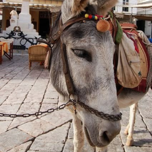 Ein Esel steht im Vordergrund eines gepflasterten Platzes und trägt ein traditionelles Zaumzeug mit bunten Verzierungen und kleinen Schmuckelementen. Seine langen Ohren sind aufgerichtet, und sein Blick wirkt ruhig und gelassen. Hinter ihm befinden sich helle Gebäude mit Holzfenstern und eine Statue auf einem Sockel. Einige Tische und Stühle deuten auf ein Café oder einen kleinen Dorfplatz hin, was der Szene eine mediterrane, gemütliche Atmosphäre verleiht.