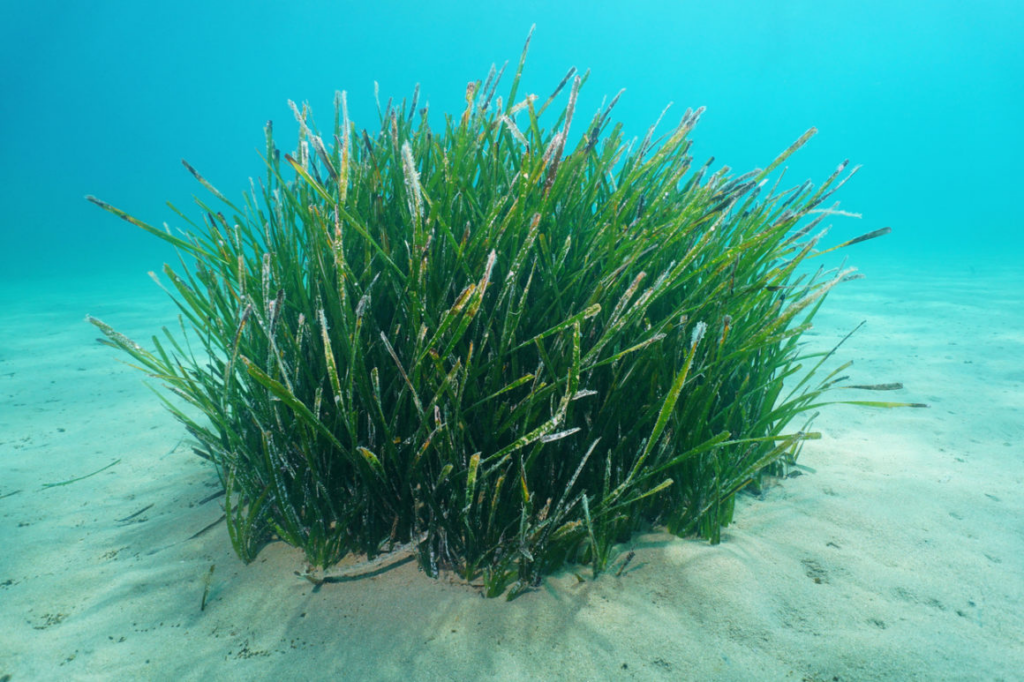 Entdecken Sie den Ökosystem-Ingenieur Posidonia oceanica.  EIne Unterwasserwiese, die das Meer reinigt und den Meeresboden stabilisiert. 